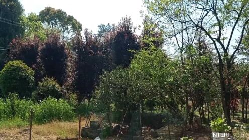 高潮喷水的毛片:椿树镇最新动态,椿树镇最新动态，探索高潮喷水的毛片与自然美景的融合