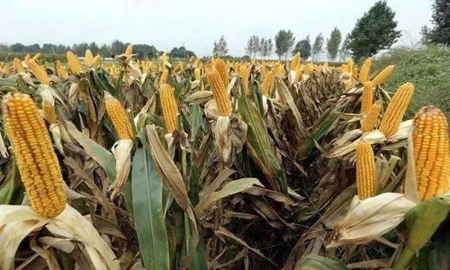 少妇高潮太爽了在线观看免费:最新审定玉米品种,最新审定玉米品种与在线观看少妇高潮的探讨