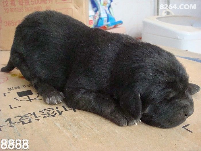 我的藏獒开了我的花苞:cf最新过检测,我的藏獒与花苞，穿越火线最新过检测体验