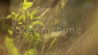 青草青草久热精品视频国产4:03-04-10-13-16-35R：45,青草青草久热精品视频国产，探索自然之美与人文之韵