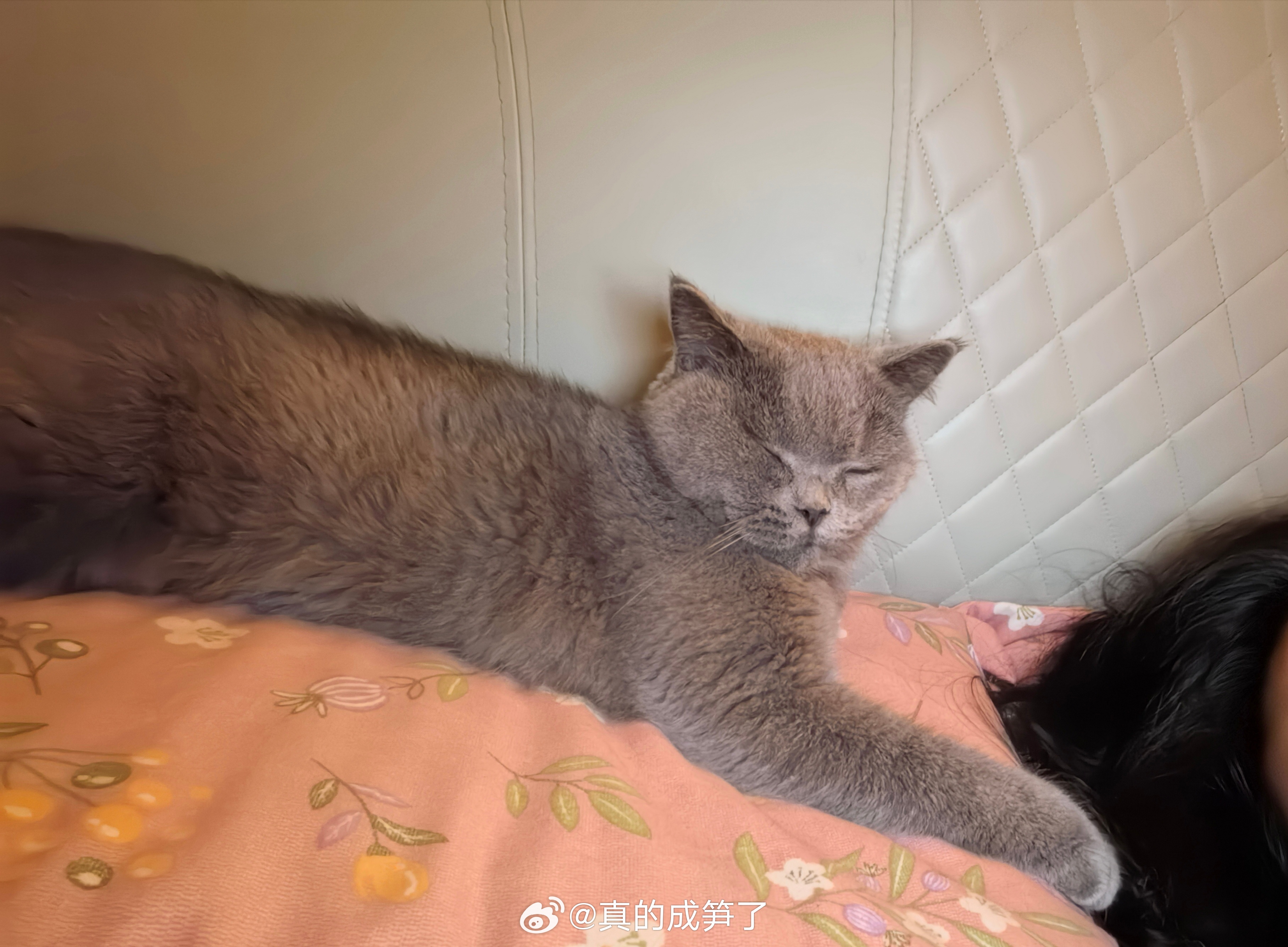 国产精品99久久久久久猫咪:05-06-14-16-37-42R：24,国产精品猫咪，一场关于时间与空间的探索之旅