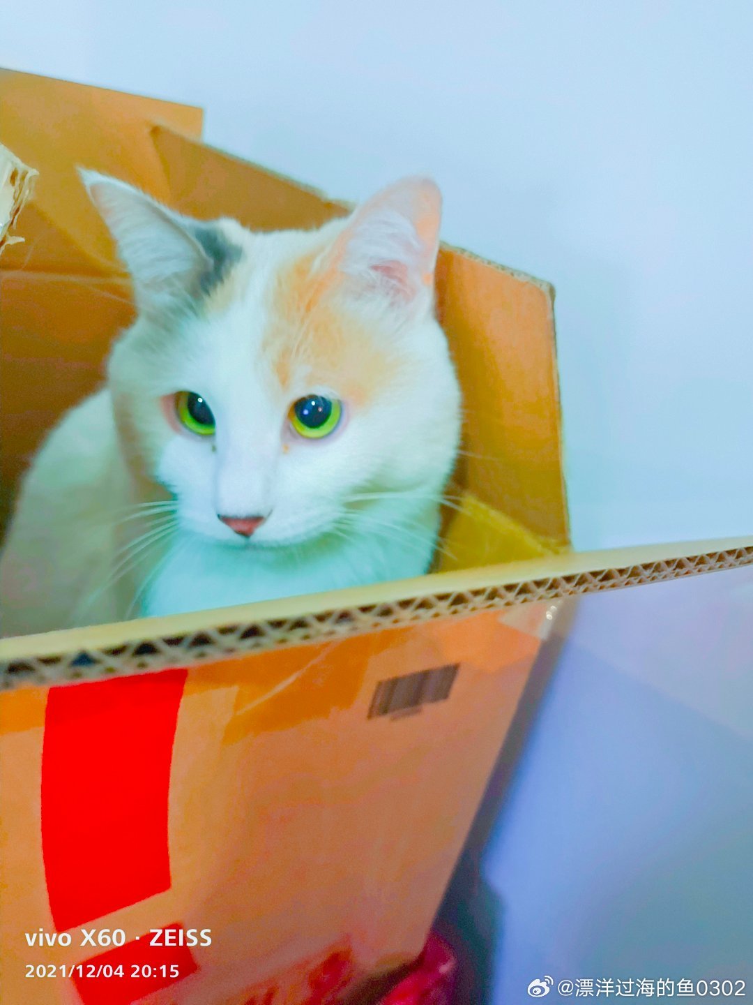 国产精品99久久久久久猫咪:05-06-14-16-37-42R：24,国产精品猫咪，一场关于时间与空间的探索之旅