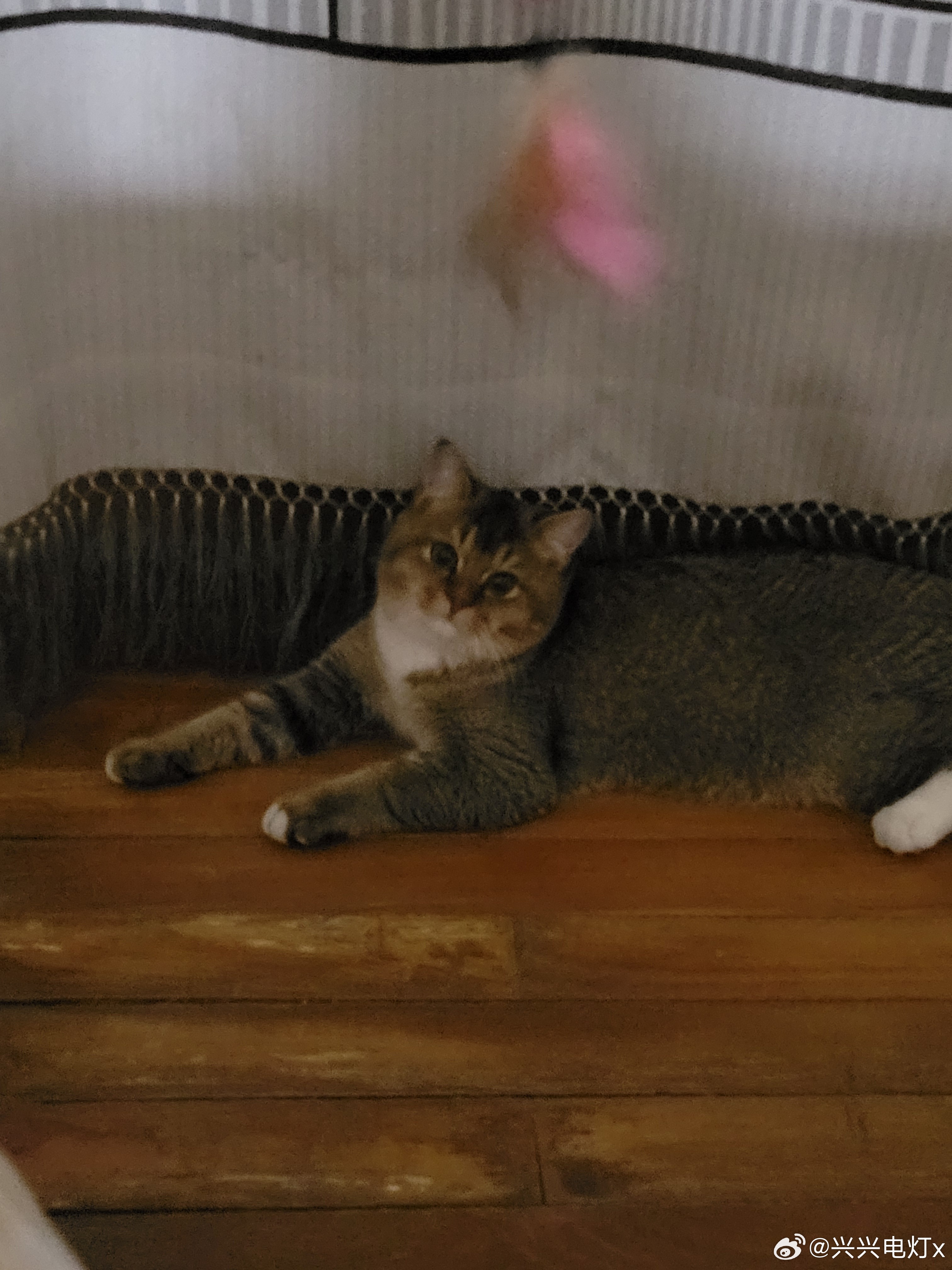 国产精品99久久久久久猫咪:05-06-14-16-37-42R：24,国产精品猫咪，一场关于时间与空间的探索之旅