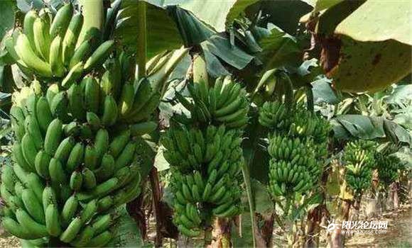 大香伊蕉日本一区二区:05-06-10-28-39-44L：46,大香伊蕉日本一区二区，探索与赏析（05-06-10-28-39-44L，46）