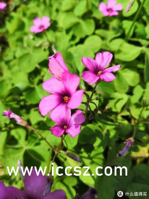 国产美女在线精品免费观看 :06-09-35-37-42-48P：46,国产美女在线精品免费观看，探索美丽与文化的交融