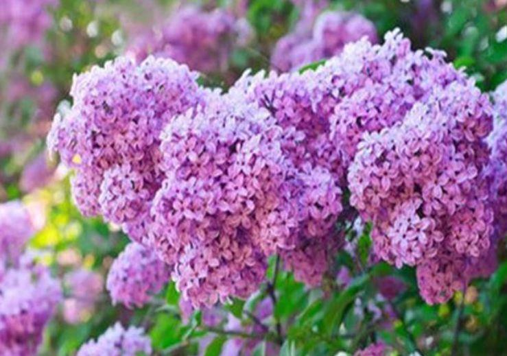 亚洲综合久久五月丁香:03-13-24-32-34-44Q：48,亚洲综合久久五月丁香，探索与发现之旅