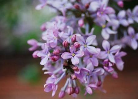 亚洲综合久久五月丁香:03-13-24-32-34-44Q：48,亚洲综合久久五月丁香，探索与发现之旅