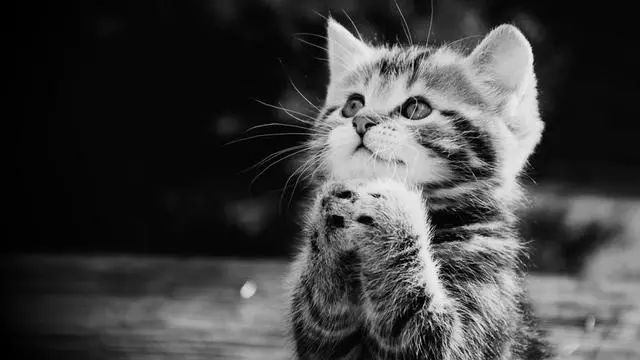 久久99精品久久久久久噜噜:02-14-19-34-37-43Q：44,久久精品，探索优质生活的无限魅力