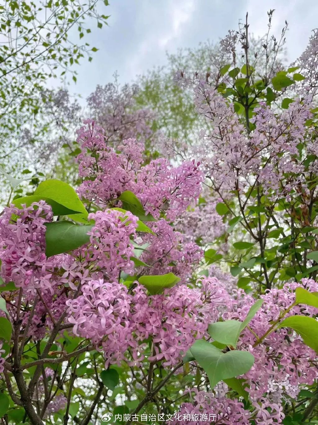 五月丁香色综合久久4438:11-19-28-31-37-40W：01,五月丁香色综合久久，探索美丽与力量的交织