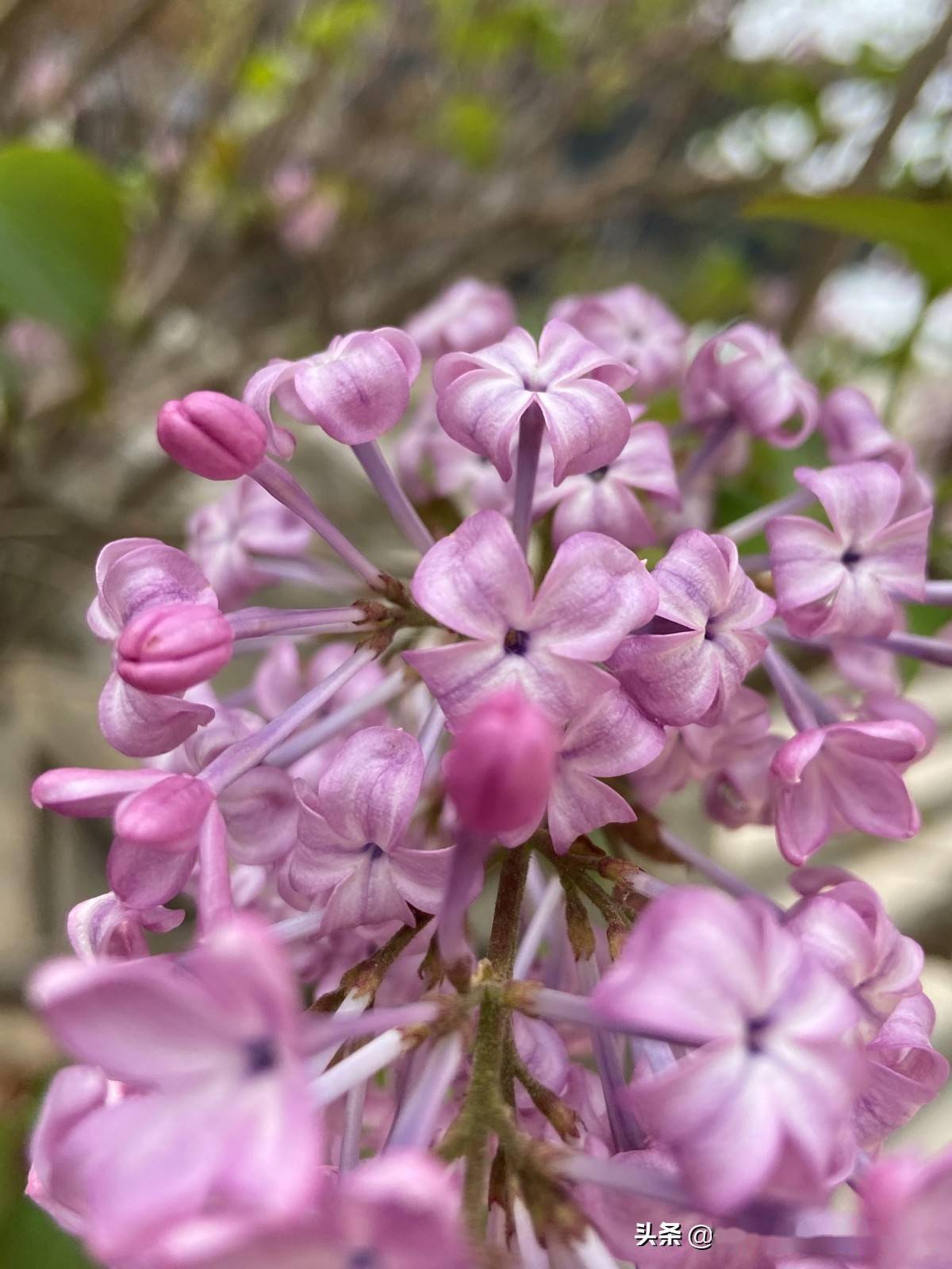 五月丁香色综合久久4438:11-19-28-31-37-40W：01,五月丁香色综合久久，探索美丽与力量的交织