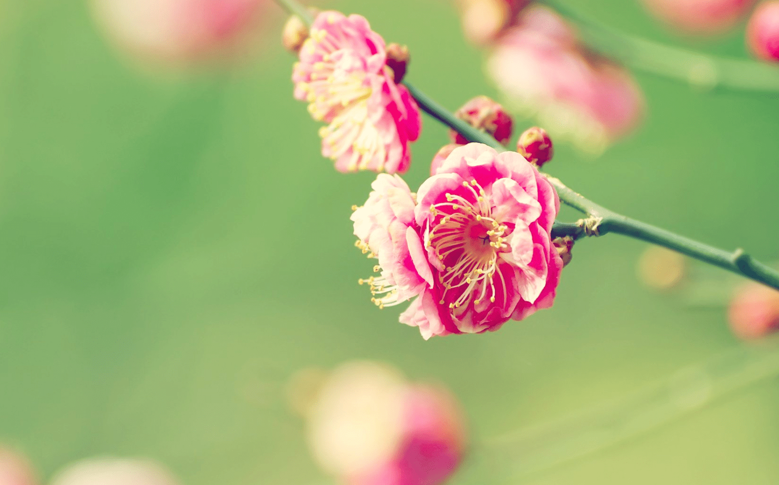 国产成A人亚洲精品无码樱花:03-04-05-40-42-48V：46,国产成A人亚洲精品无码樱花，探索与赏析