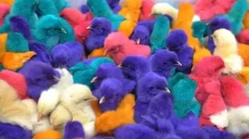 人禽杂交18禁网站免费:01-08-10-23-44-49B：14,关于网络内容与伦理道德的思考——以人禽杂交等关键词为例