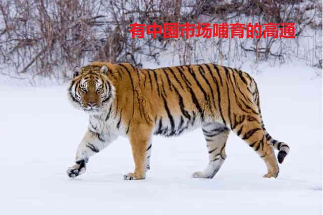 四虎国产精品永久地址99:06-23-25-28-37-45Q：10,关于四虎国产精品永久地址的探讨