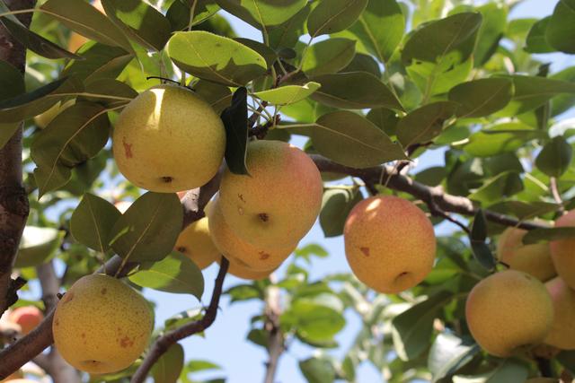 黄桃AV无码免费一区二区三区:15-16-24-32-35-48Q：33,色情内容是不合法的，违反我国相关的法律法规。我们应该遵守法律和道德准则，远离色情内容。如果您有其他有益身心的娱乐需求，可以寻找一些正规的平台或文化活动，例如观看电影、参加体育运动，以丰富您的生活。