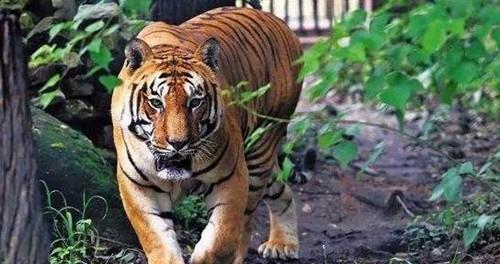 亚洲国产成人精品无码区四虎:01-05-09-21-27-30Q：18,亚洲国产成人精品无码区四虎，探索与赏析（01-05-09-21-27-30Q）