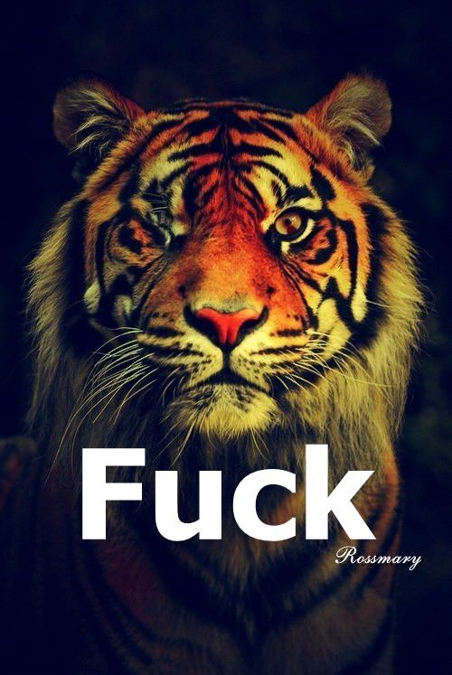 四虎成人欧美精品在永久在线:14-24-30-35-43-46D：47,四虎成人欧美精品在永久在线，探索成人娱乐的新世界