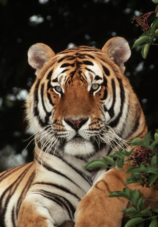 四虎成人欧美精品在永久在线:14-24-30-35-43-46D：47,四虎成人欧美精品在永久在线，探索成人娱乐的新世界