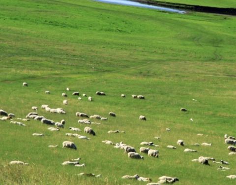 亚洲高清国产拍精品青青草原:01-03-08-16-26-43A：19,青青草原上的高清国产影视精品，探索与赏析（关键词，亚洲高清国产拍精品青青草原: 01-03-08-16-26-43A，19）