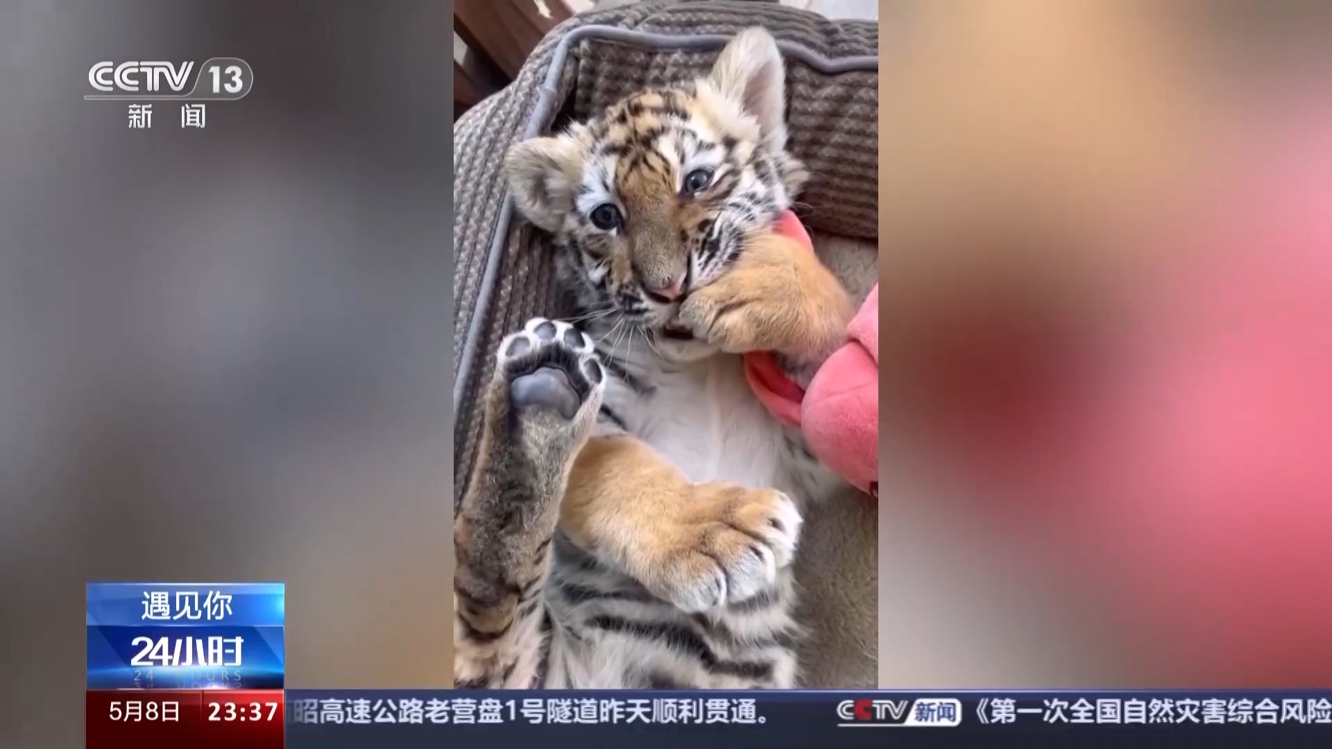 四虎永久在线精品免费视频观看:03-04-09-28-35-38R：42,关于四虎永久在线精品免费视频观看的探讨