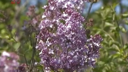 伊人狠狠色丁香婷婷综合动态图:01-04-10-11-32-38X：12,关于伊人狠狠色丁香婷婷综合动态图的探索