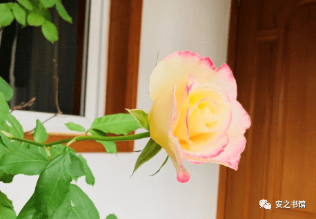 村长用力挺进她的花苞:01-05-08-11-20-27E：21,村长的坚定步伐，绽放花蕊的历程