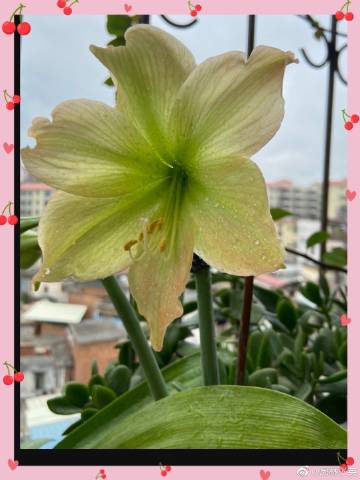 村长用力挺进她的花苞:01-05-08-11-20-27E：21,村长的坚定步伐，绽放花蕊的历程