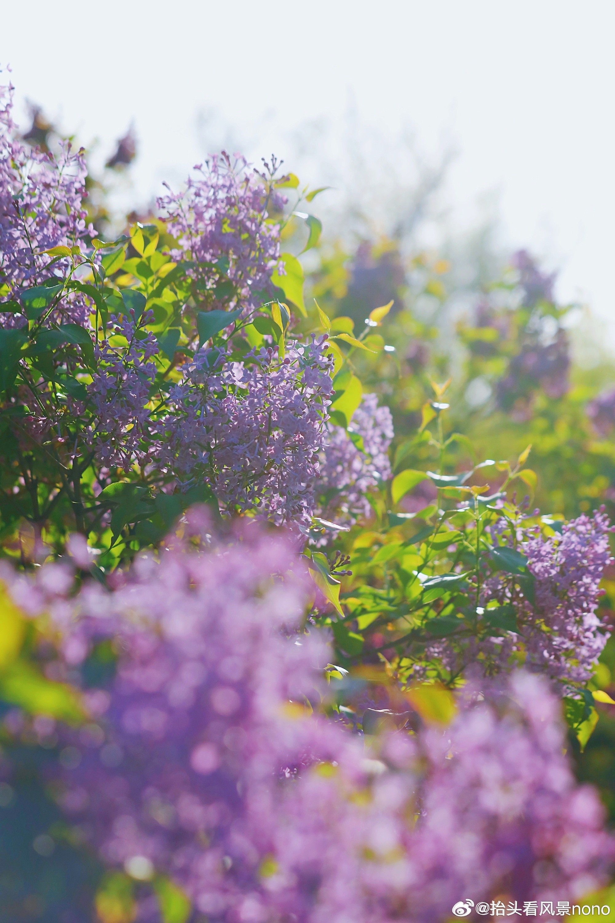 色五月丁香五月综合五月4438:10-16-27-32-41-46T：30,色五月丁香五月综合五月，探索与发现之旅（4438:10-16-27-32-41-46T，30）