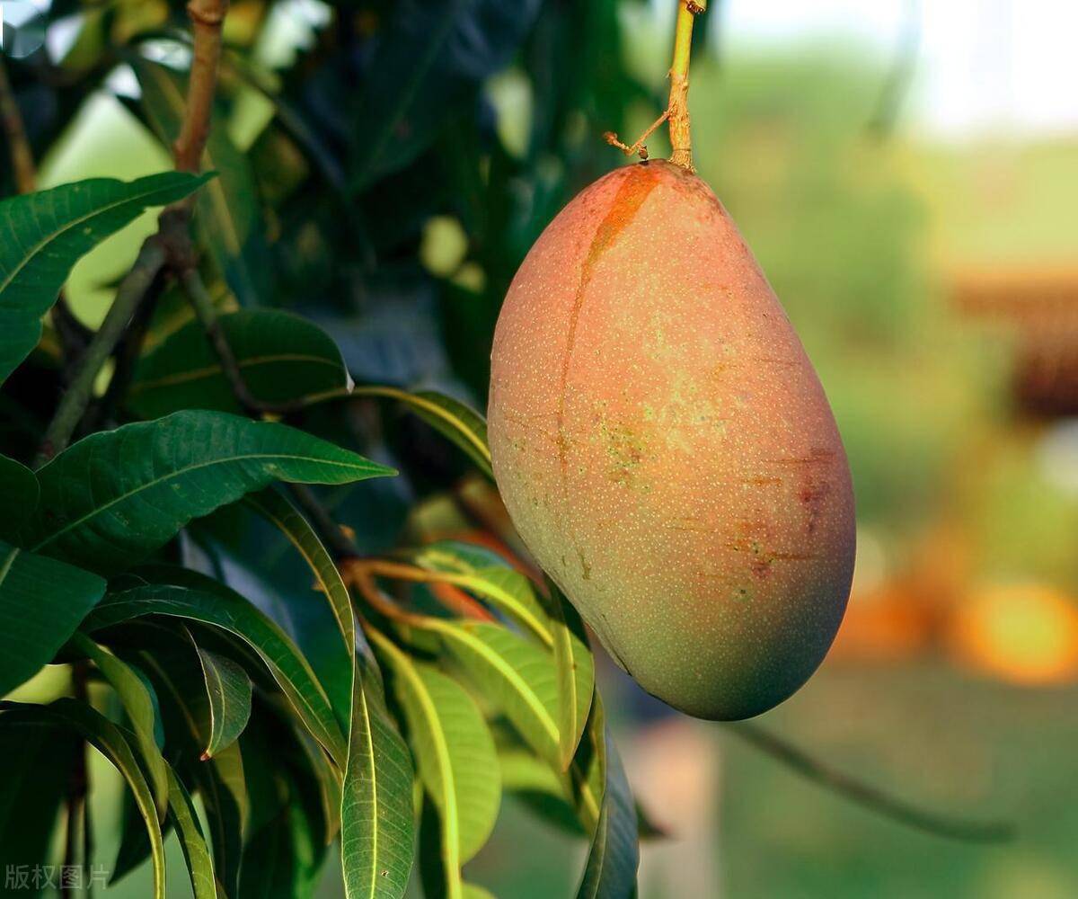 国内精品自线2021芒果:02-07-26-29-40-45Y：24,探索国内精品自线，以芒果为例，解读其独特魅力与未来发展（2021年02月07日至2月29日，以及未来展望）