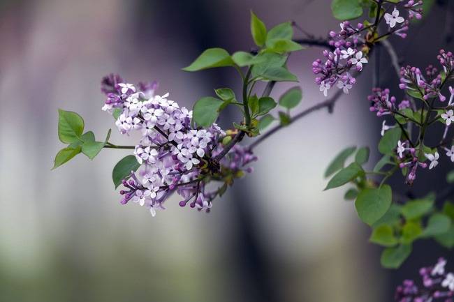 激情综合丁香五月:16-17-18-21-25-28N：31,激情综合丁香五月，一场时间的盛宴与生命的赞歌