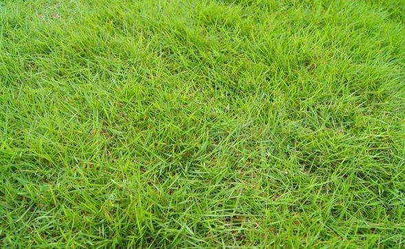 青草青草久热精品视频国产4:02-22-33-36-40-49M：10,青草与精品视频，国产影视的新探索与深度解读