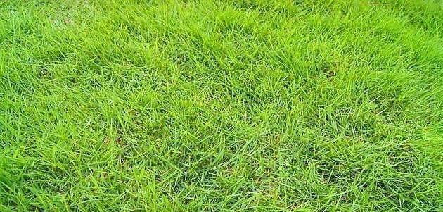 青草青草久热精品视频国产4:02-22-33-36-40-49M：10,青草与精品视频，国产影视的新探索与深度解读