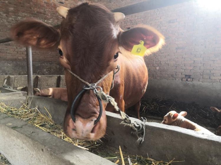 人与牲口性恔配视频免费L:16-17-18-21-25-28N：31,关于人与牲口性恪配视频的探讨（关键词解读）