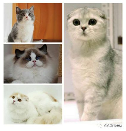 国产精品99久久久久久猫咪:04-17-19-34-40-49D：28,国产精品猫咪，探索与赏析（04-17-19-34-40-49D与28的奇妙之旅）