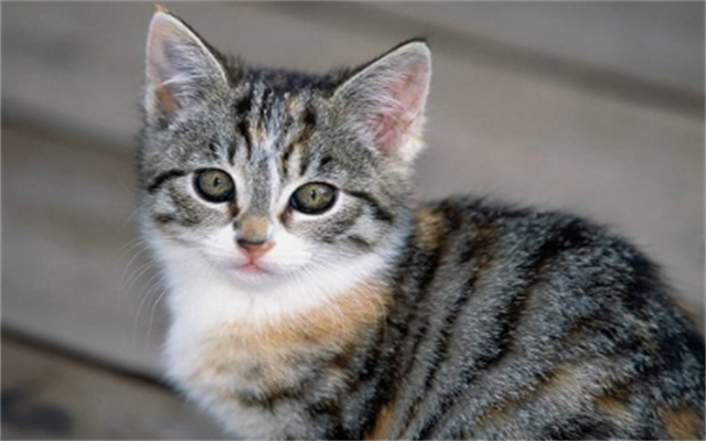 国产精品99久久久久久猫咪:04-17-19-34-40-49D：28,国产精品猫咪，探索与赏析（04-17-19-34-40-49D与28的奇妙之旅）