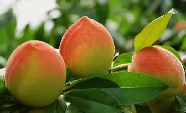 久久精品水蜜桃AV综合天堂:05-09-17-27-35-46K：10,久久精品水蜜桃AV综合天堂，探索优质内容的无限魅力