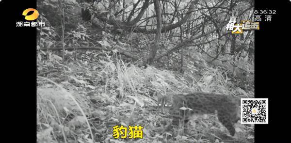 亚洲精品国偷自产在线99正片:25-28-39-41-44-45H：14,亚洲精品国，本土生产的高质量在线正片探索