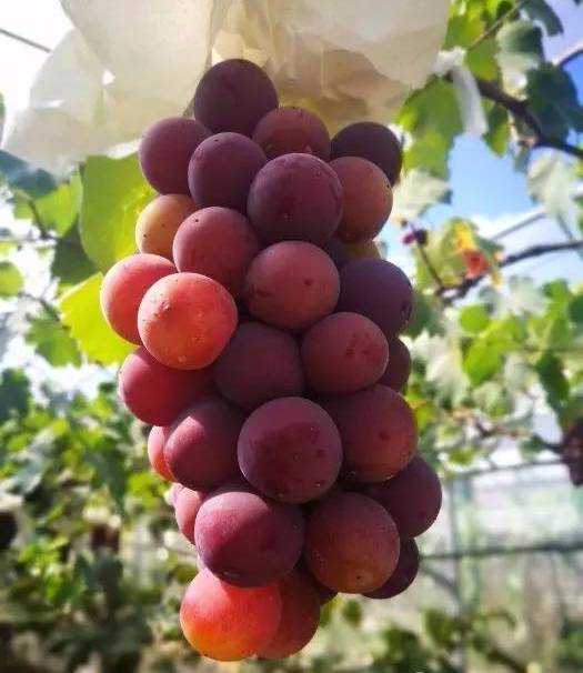 精品无码一区二区三区水蜜桃:04-05-19-26-27-38L：13,探索精品无码水蜜桃的世界，一区、二区、三区的独特魅力与体验