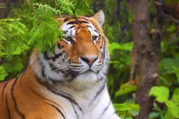 四虎永久在线精品免费一区二区:06-09-35-37-42-48P：46,四虎永久在线精品，免费一区二区的探索与体验