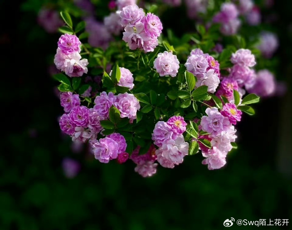 日日噜噜夜夜狠狠久久丁香五月:02-10-22-24-45-48P：02,日日噜噜夜夜，五月丁香下的无尽时光