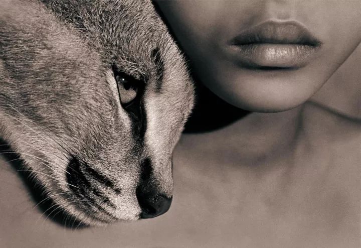 欧美人与动牲交a欧美精品z:03-04-08-09-13-35M：39,欧美人与动物交流的艺术，欧美精品的深入探索（2023年精选系列）