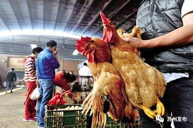 欧美老妇人与禽交:08-13-20-26-37-46Q：11,欧美老妇人与禽类的特殊情感交流，一种难以言说的故事（文章虚构，请勿与现实挂钩）