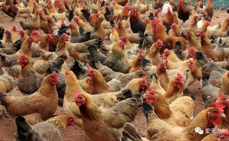 欧美老妇人与禽交:08-13-20-26-37-46Q:11,欧美老妇人与禽类的特殊情感交流,一种难以言说的故事(文章虚构,请勿与现实挂钩) 欧美老妇人与禽交:08-13-20-26-37-46Q:11,欧美老妇人与禽类的特殊情感交流,一种难以言说的故事(文章虚构,请勿与现实挂钩)