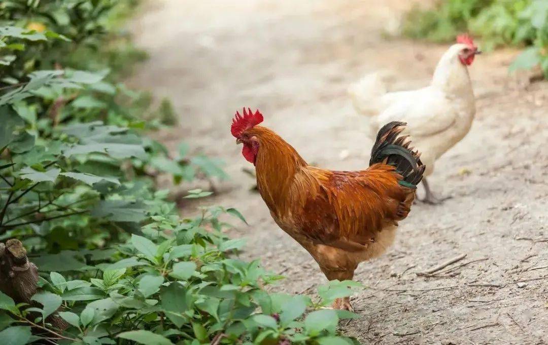 欧美老妇人与禽交:08-13-20-26-37-46Q:11,欧美老妇人与禽类的特殊情感交流,一种难以言说的故事(文章虚构,请勿与现实挂钩) 欧美老妇人与禽交:08-13-20-26-37-46Q:11,欧美老妇人与禽类的特殊情感交流,一种难以言说的故事(文章虚构,请勿与现实挂钩)