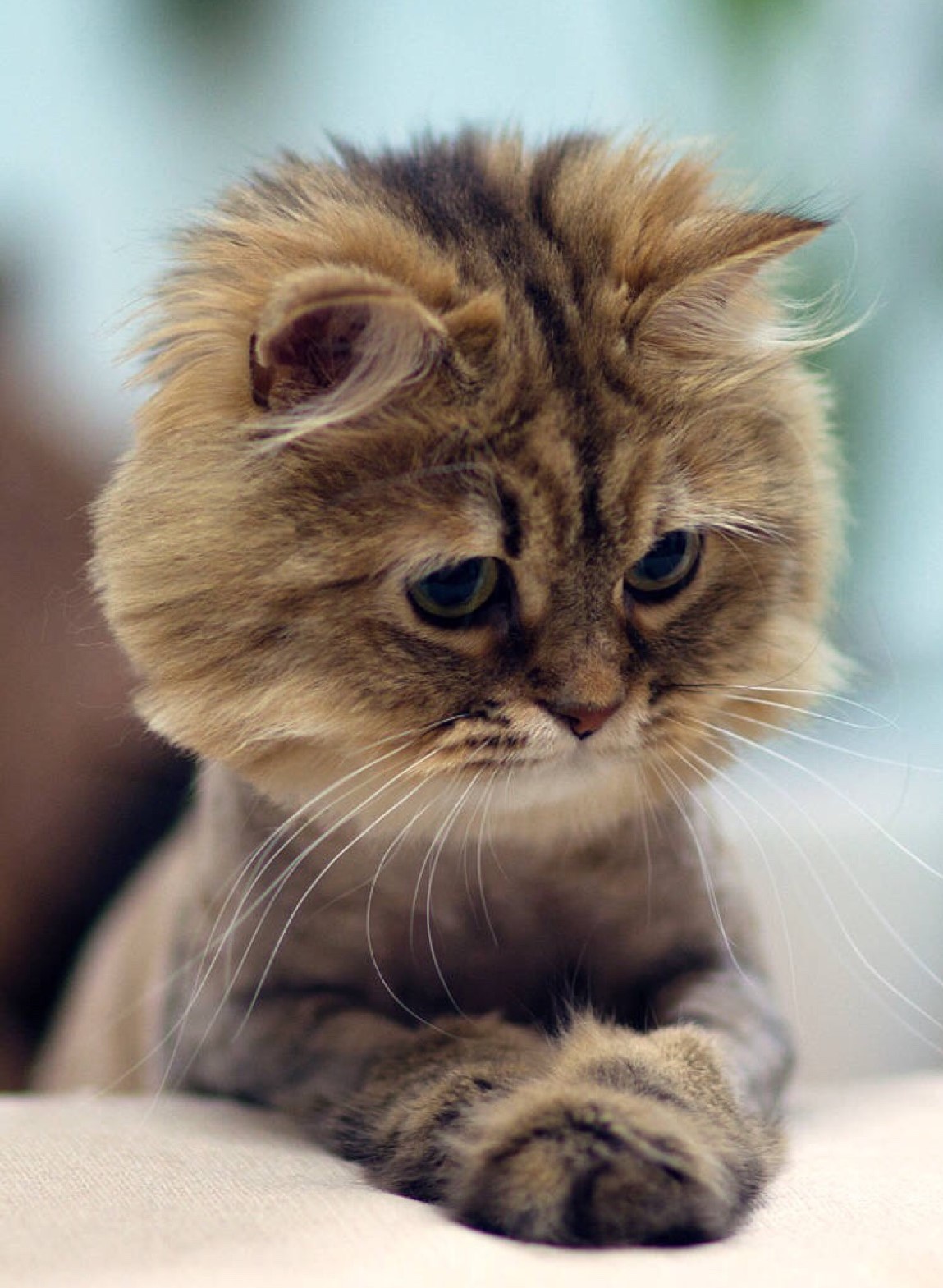 猫咪免费人成网站在线观看:19-30-34-36-37-49R：25,关于猫咪免费在线观看网站的一些探讨