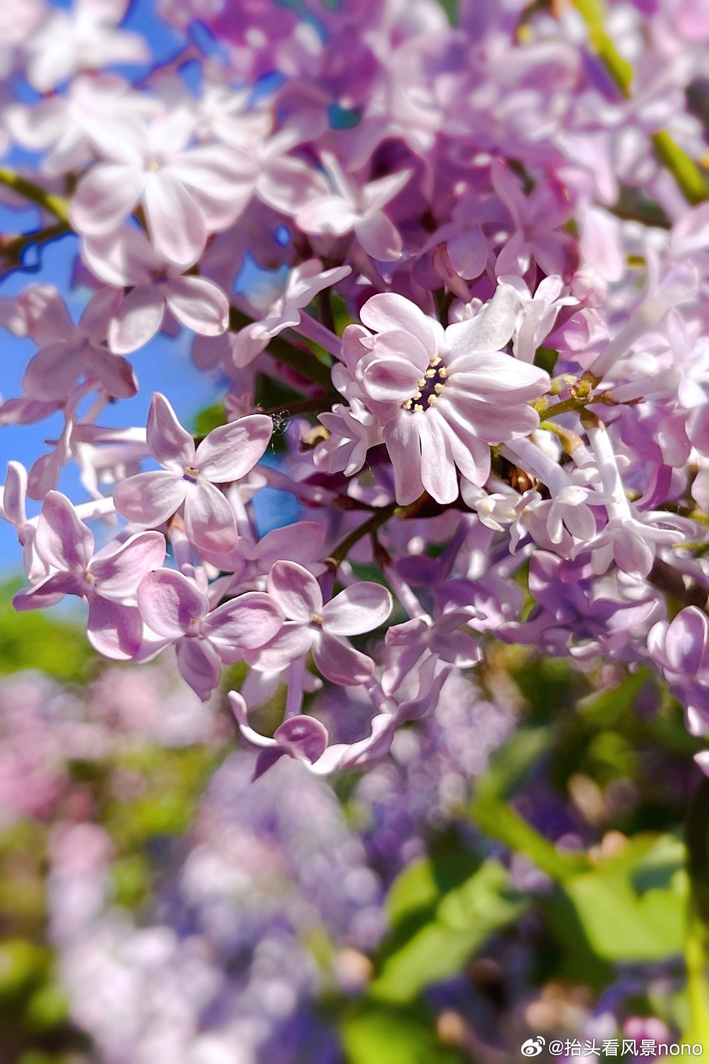 激情综合色五月丁香六月亚洲:14-19-21-35-40-43R：45,激情综合色，五月丁香与六月亚洲的独特魅力（14-45岁月人群必看）