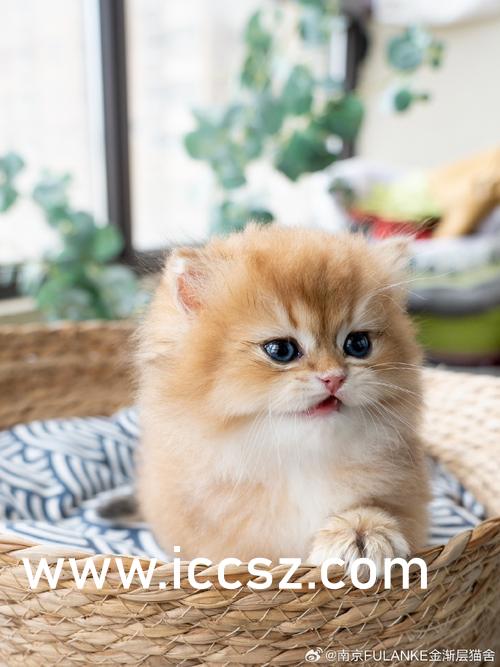 办公黑色丝袜脚足国产在线观看:03-16-22-24-25-29Y：40,办公黑色丝袜脚足国产在线观看，探索时尚与工作的交融之美