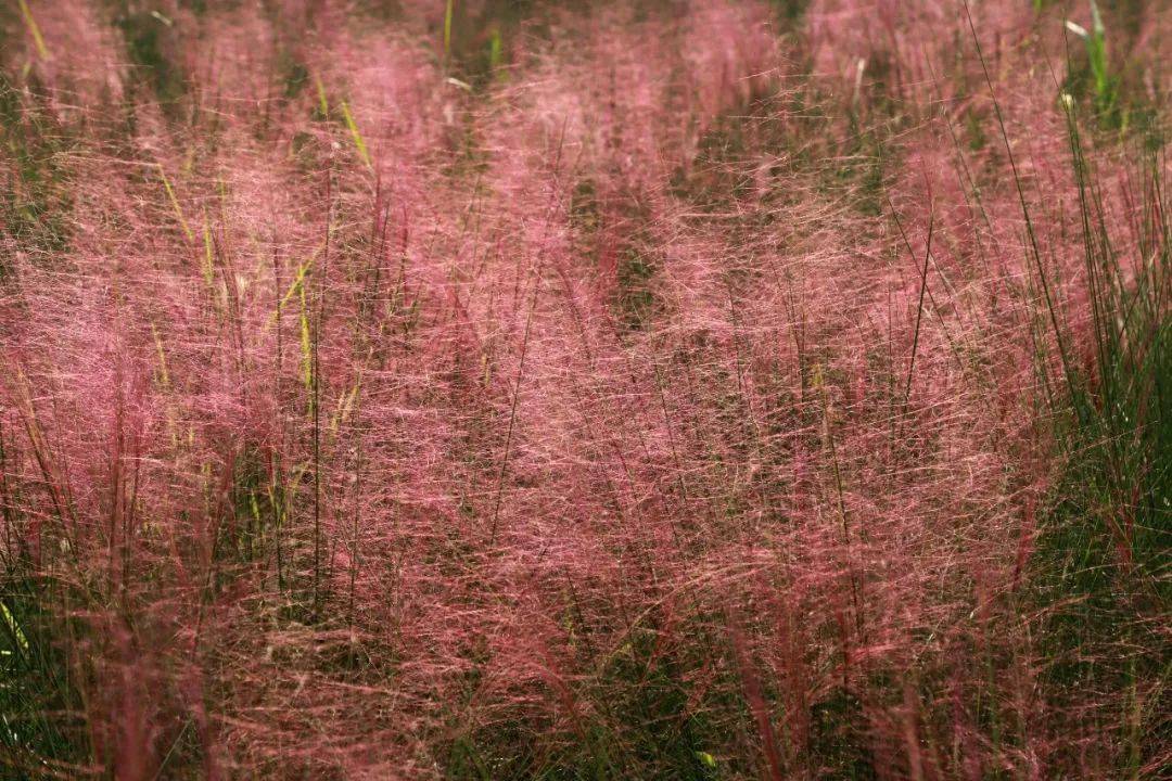 国产乱子伦视频大全:01-08-11-13-26-31T：04,国产乱子伦视频集锦，探索中国影视文化的多元魅力（01-08-11-13-26-31T，04）