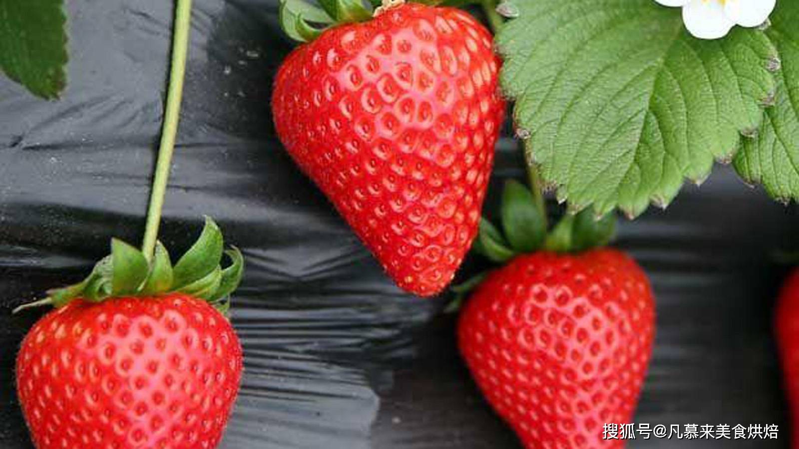 国产草莓精品国产AV片国产:24-26-32-34-35-41M：04,探索国产草莓精品的魅力，从国产AV片看国产影视产业的发展