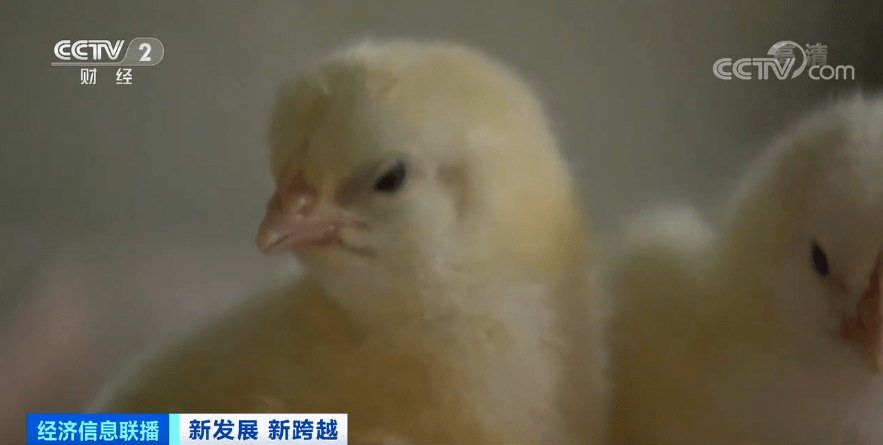 欧美老妇与禽交:02-18-19-24-34-48U：47,欧美老妇与禽交，探索一种文化现象的背后