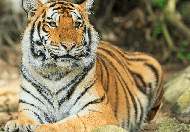 四虎永久在线精品免费观看视频:07-16-19-36-37-45L：20,四虎永久在线精品免费观看视频，探索优质内容的无限可能